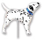 Real Dalmatian Mini