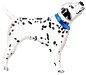 Dalmation Dog 35" Super Shape Foil Balloon